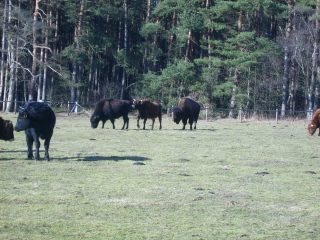 Seltsame Kühe im Suderburger Wald